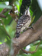 Sunda Pygmy Woodpecker