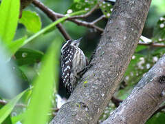 Sunda Pygmy Woodpecker