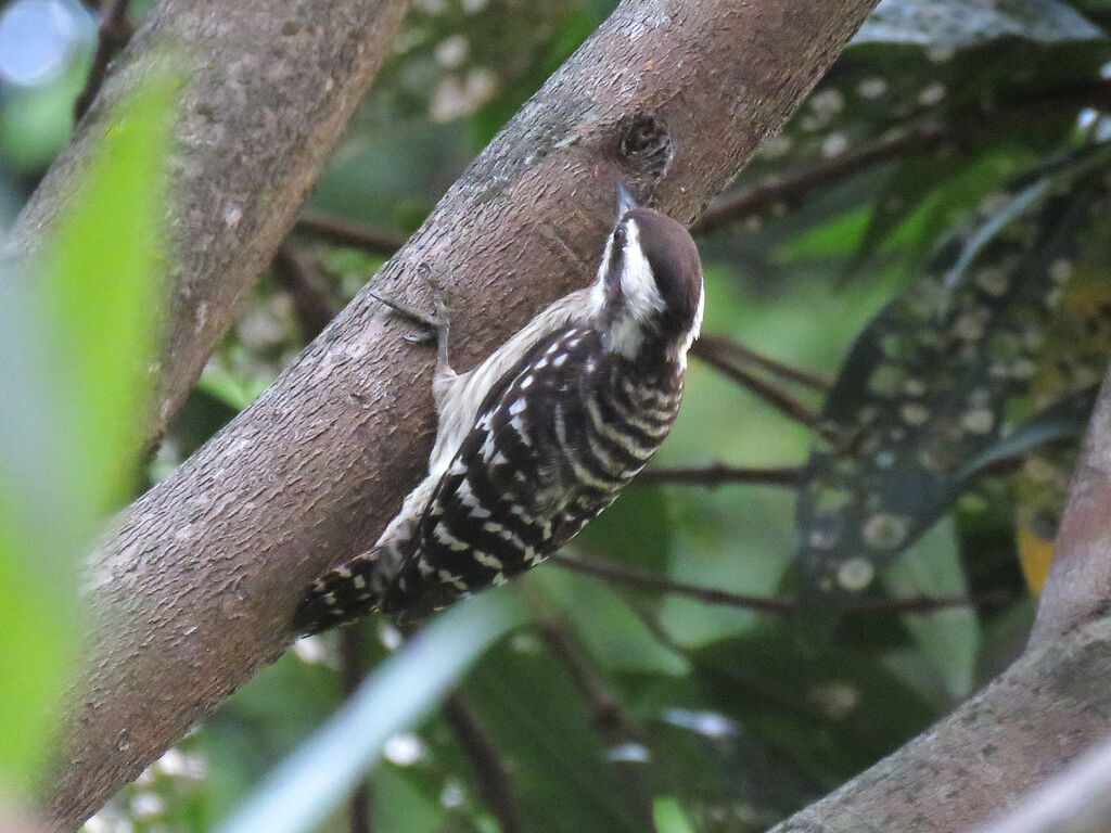 Sunda Pygmy Woodpecker