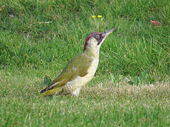 European Green Woodpecker