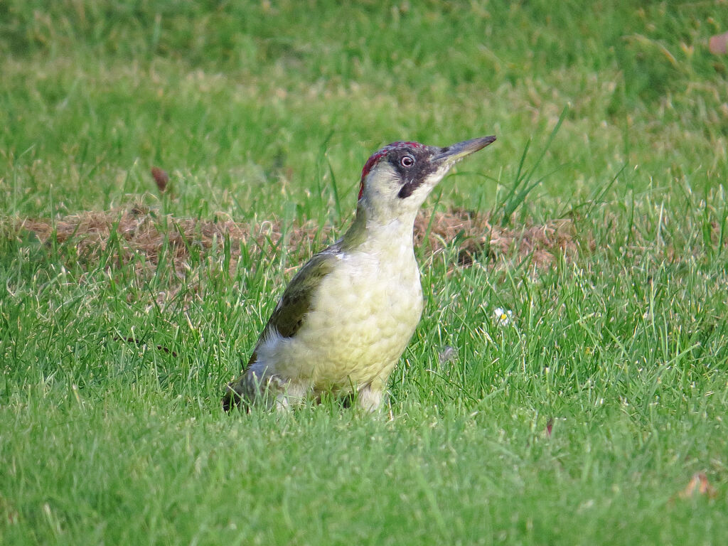 European Green Woodpecker