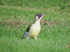 European Green Woodpecker