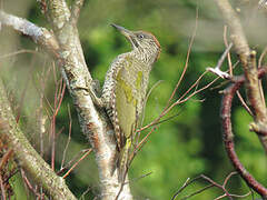 European Green Woodpecker