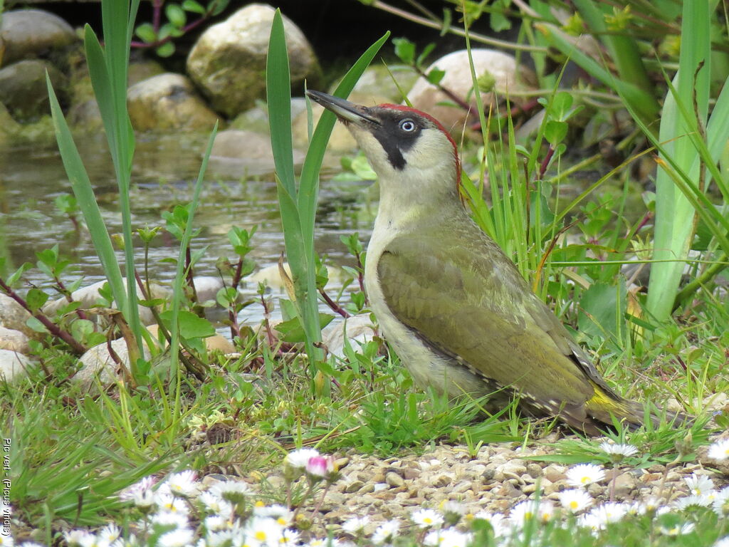 European Green Woodpecker