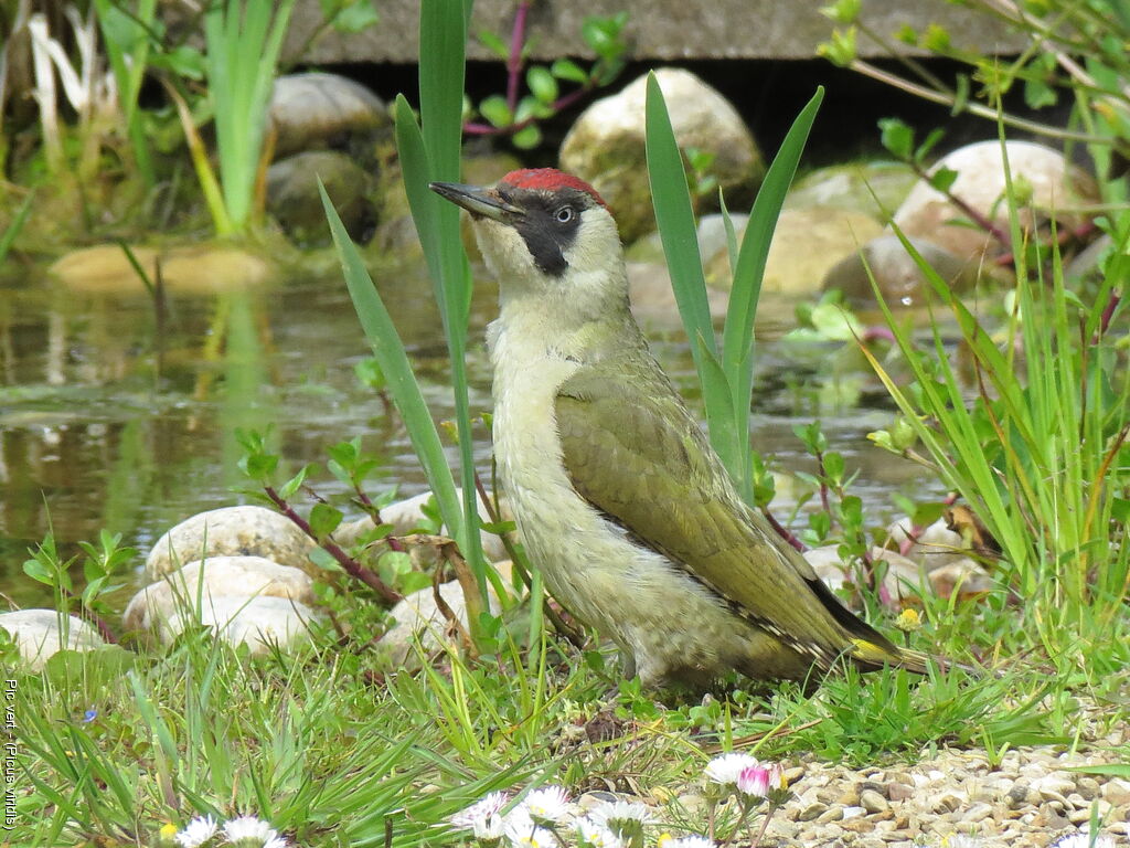 European Green Woodpecker