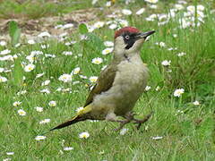 European Green Woodpecker