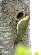 European Green Woodpecker