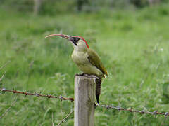 European Green Woodpecker