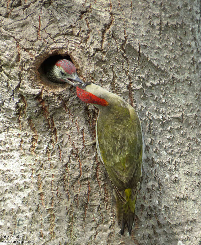 European Green Woodpecker, Reproduction-nesting