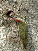 European Green Woodpecker