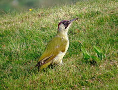 European Green Woodpecker