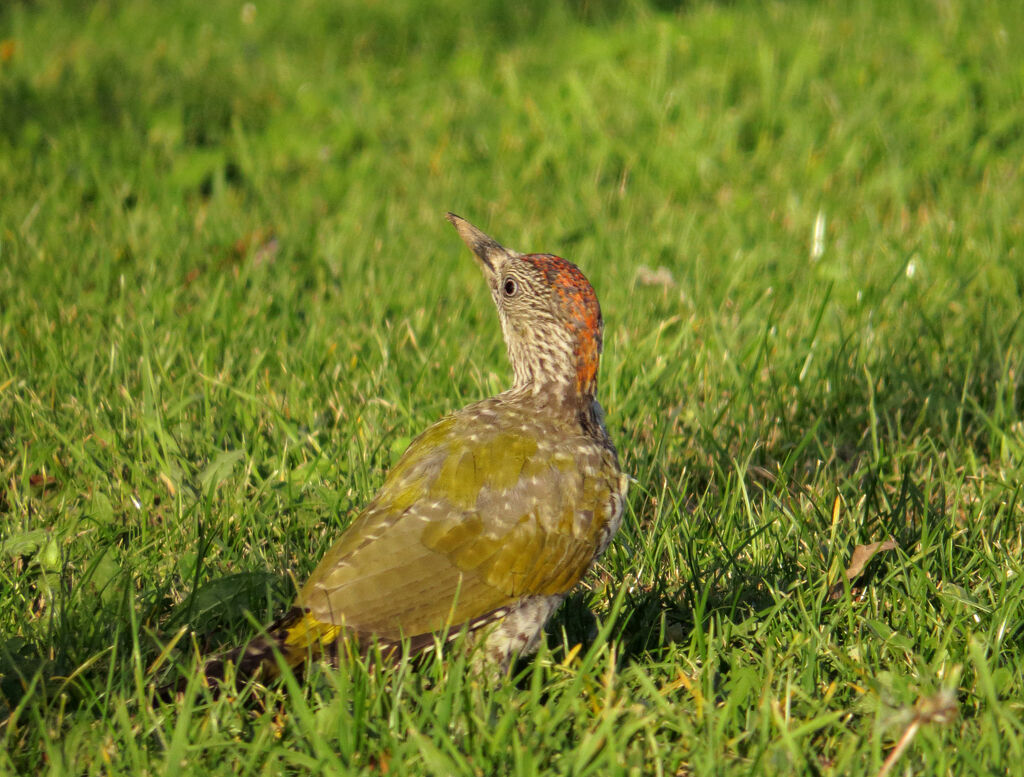 European Green Woodpeckerjuvenile