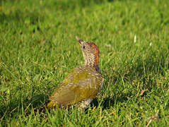 European Green Woodpecker