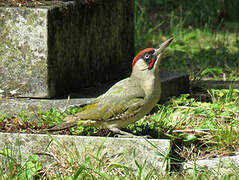 European Green Woodpecker