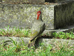 European Green Woodpecker