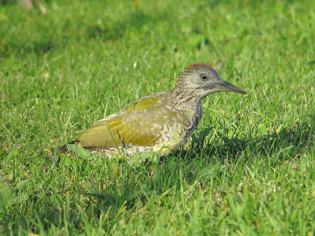 European Green Woodpeckerjuvenile