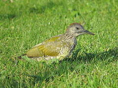 European Green Woodpecker