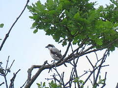 Lesser Grey Shrike