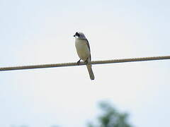 Lesser Grey Shrike