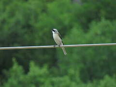 Lesser Grey Shrike