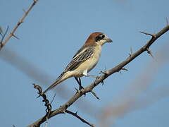 Woodchat Shrike