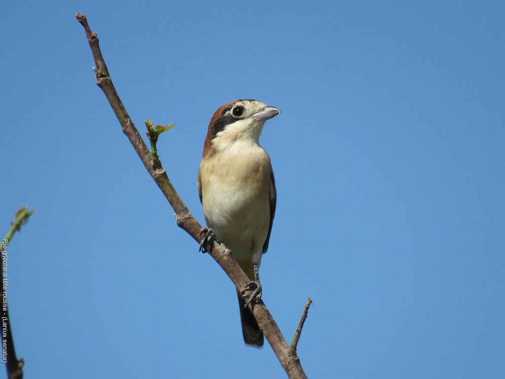 Woodchat Shrike