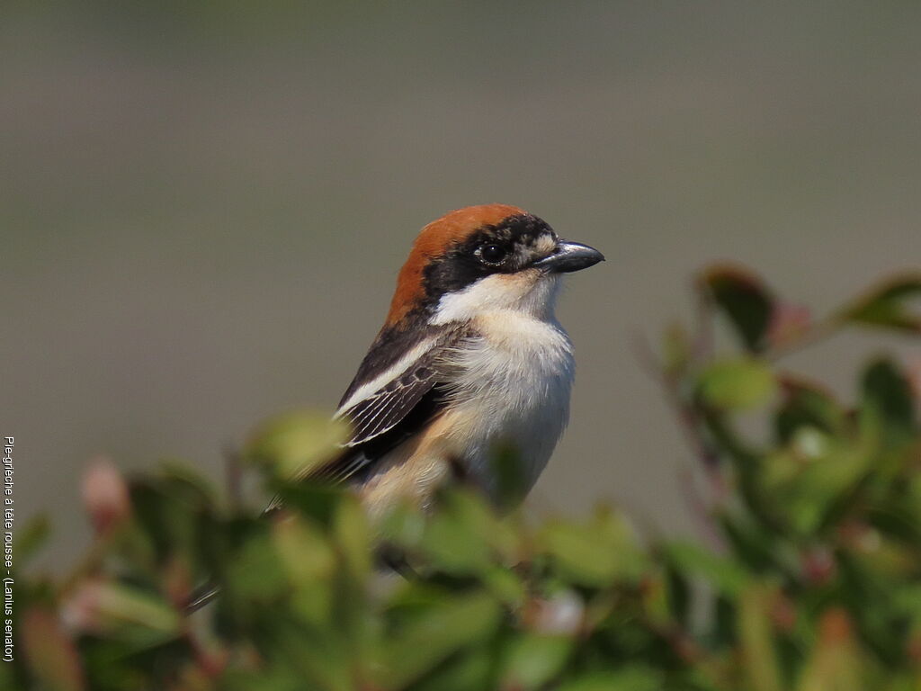 Pie-grièche à tête rousse