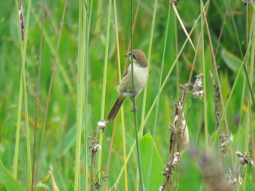 Pie-grièche bruneimmature