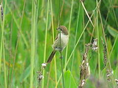 Brown Shrike