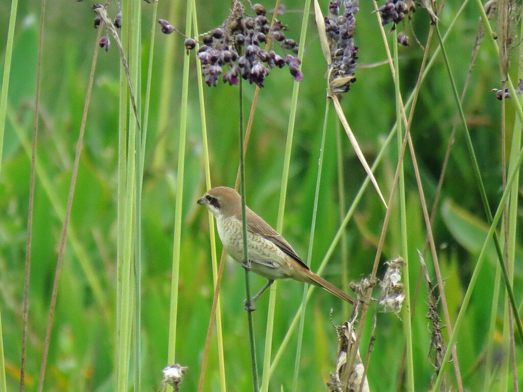 Pie-grièche bruneimmature