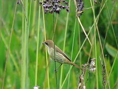 Brown Shrike