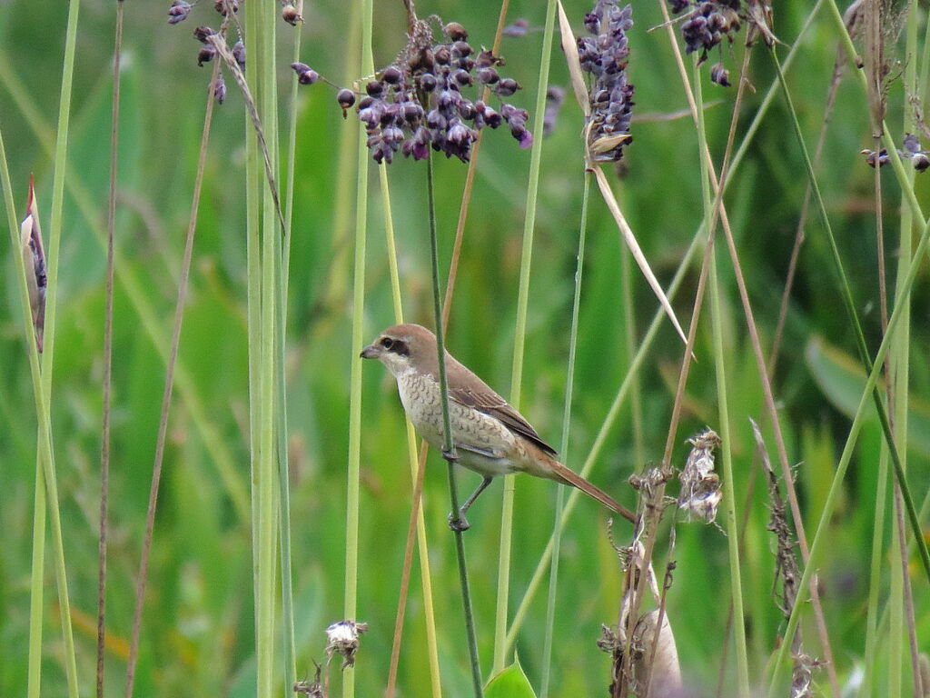 Brown Shrike