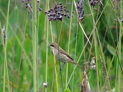 Brown Shrike