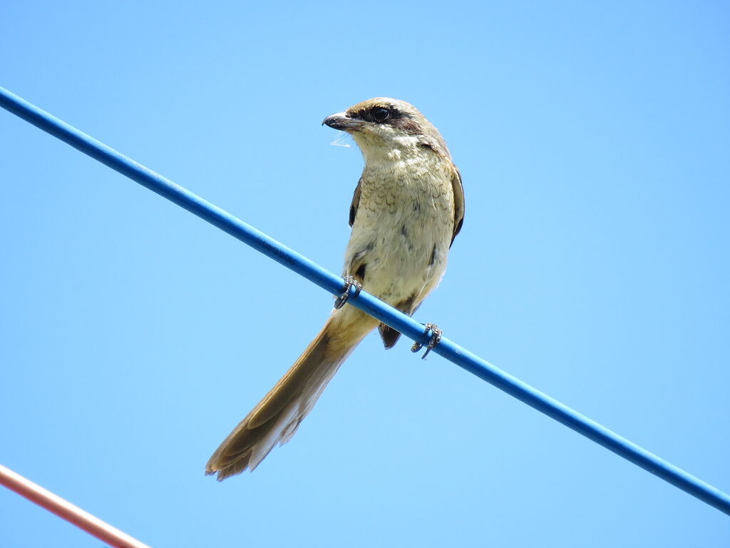 Brown Shrikeimmature