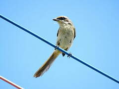 Brown Shrike