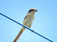 Brown Shrike