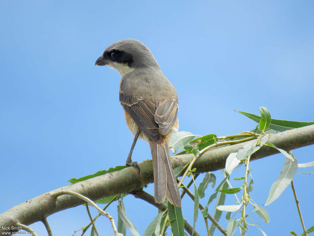 Grey-backed Shrikeadult