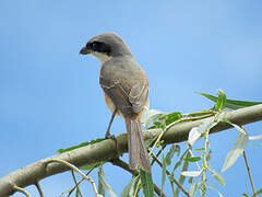 Grey-backed Shrike