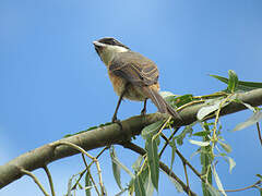 Grey-backed Shrike