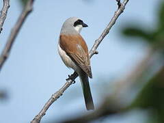 Red-backed Shrike