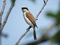 Red-backed Shrike