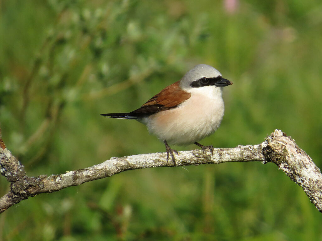 Red-backed Shrike male