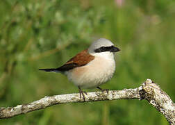 Red-backed Shrike