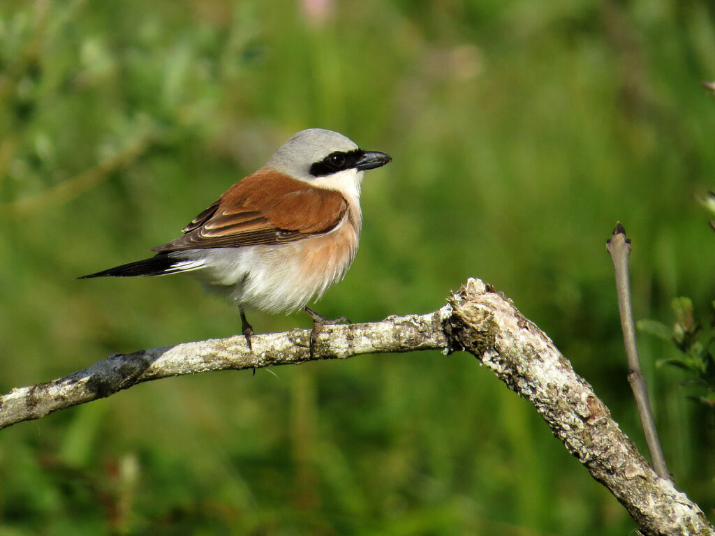 Pie-grièche écorcheur mâle