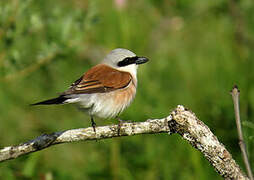 Red-backed Shrike