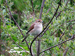 Red-backed Shrike