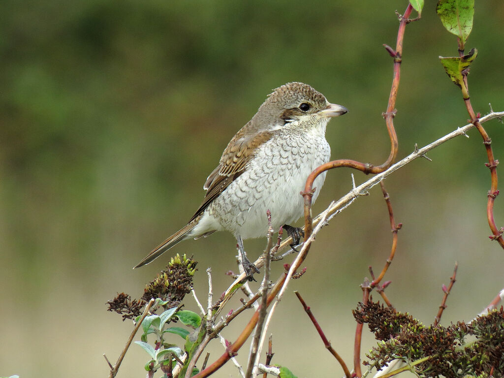 Red-backed Shrikejuvenile