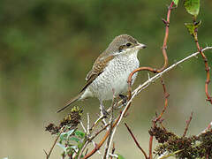 Red-backed Shrike