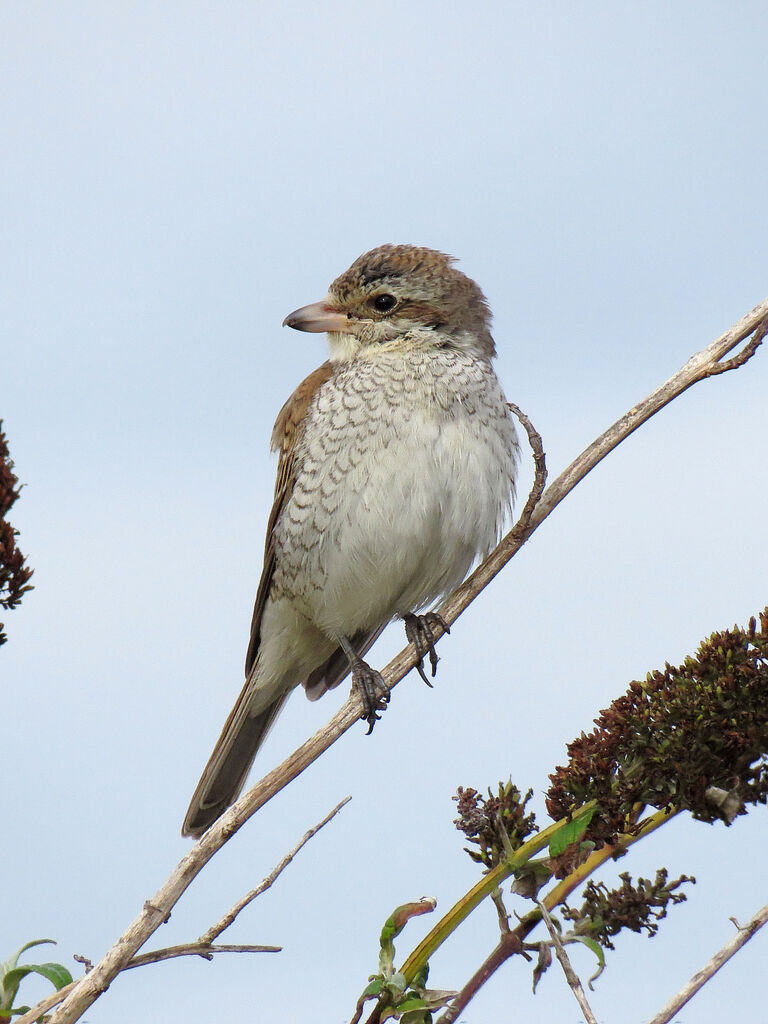 Red-backed Shrike