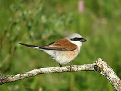 Red-backed Shrike